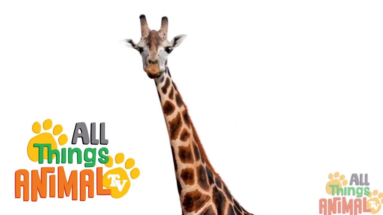 Giraffe Animal Videos For Children And Kids Preschool Kindergarten Animal Tv Giraffe Animals For Kids