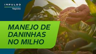Manejo Moderno De Plantas Daninhas No Milho Impulso Negócios Ep. 185