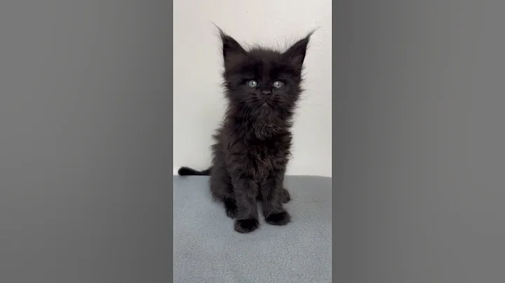 Video 10080941: maine coon kitten fighting