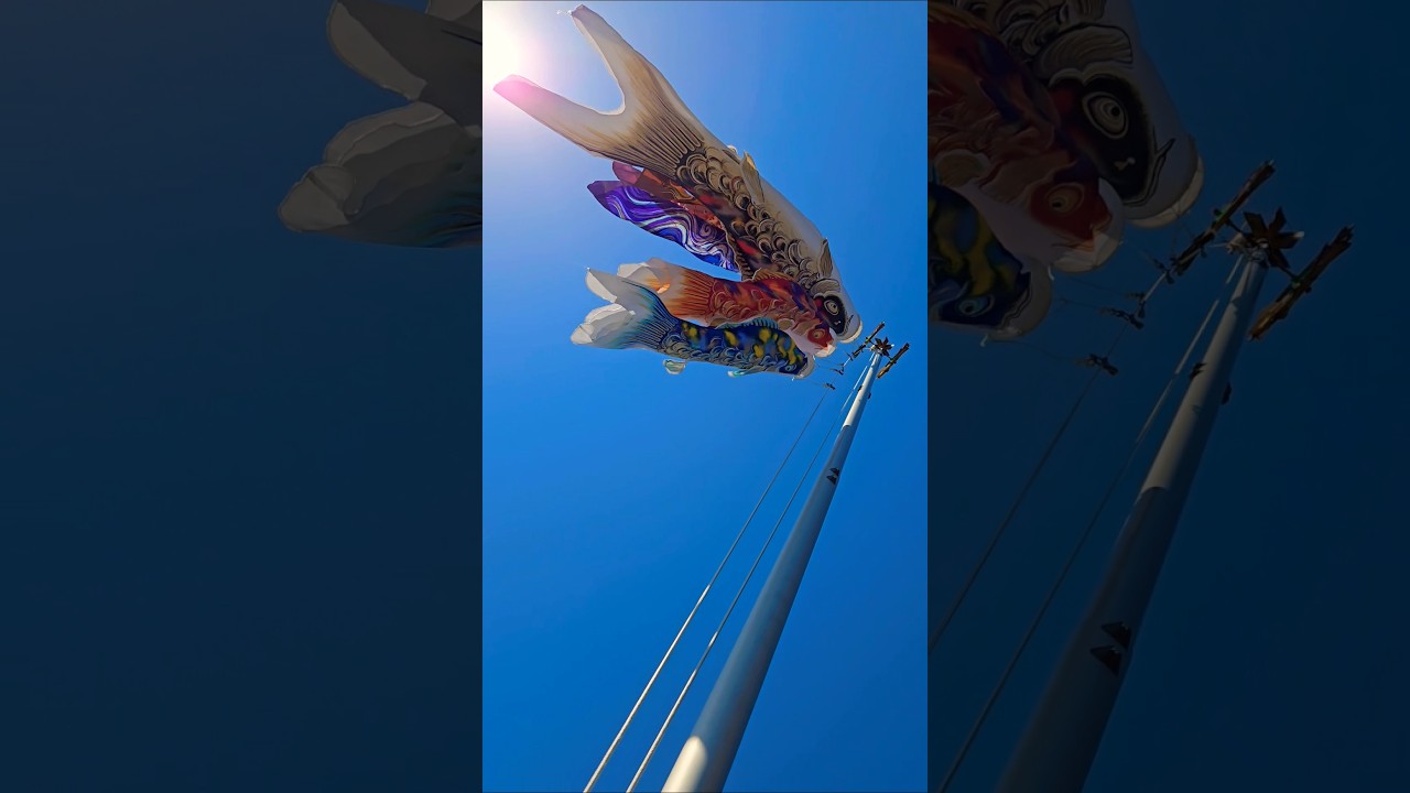デザイナーズ鯉のぼり 山本寛斎 東旭 100周年記念祭 こいのぼり
