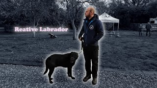 Dog & People Reactive Labrador by Southend Dog Training 3,810 views 4 months ago 33 minutes