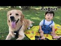 弟にとても優しい元気いっぱいのゴールデンレトリーバー