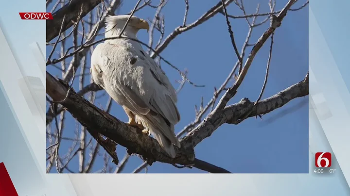 Rare Leucistic Bald Eagle Spotted At Sequoyah Nati...