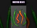 매운 맛을 뽑냈다 #고추 #고추선발대회 #고추매운맛