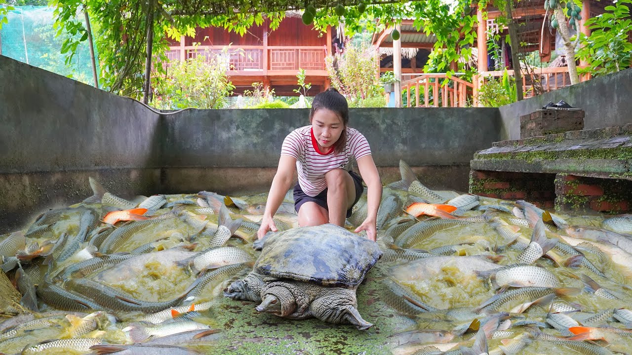 Harvest Big Turtles and Lots Of Fish On The Farm To Sell To Villagers. My Farm / Đào