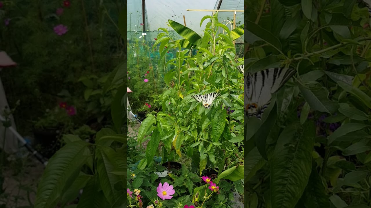 Scarce swallowtail butterflies