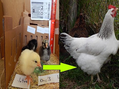 Chick to Hen - Full Development