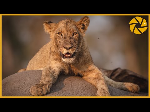 Video: Delta Okavango, Botswana: Ghidul complet