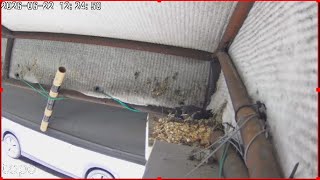 Live Swallow Nest Observation – South Korea