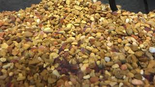Trout in the Classroom
