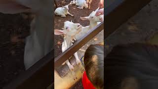 Fui conhecer os cabritos da fazenda #cabritoz #sexta