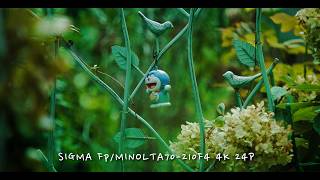 sigma fp/minolta70-210F4/4K24P.