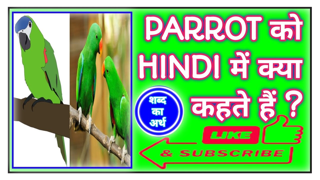Parrot meaning in Hindi | Parrot ka matalab kya hota hai ? | word ...