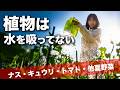 夏野菜の水やり解説【トマト・ナス・キュウリはこう違う｜畑で考える。②】