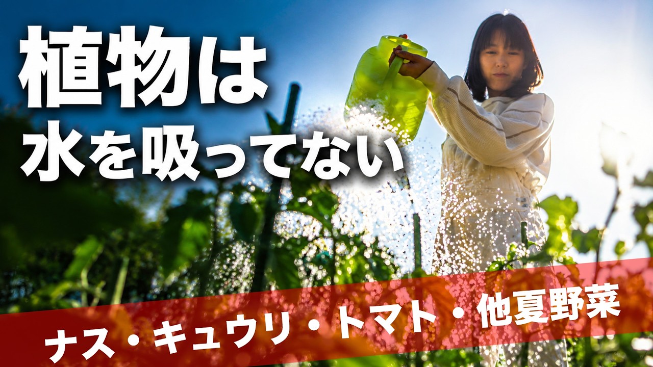 夏野菜の水やり解説【トマト・ナス・キュウリはこう違う｜畑で考える。②】
