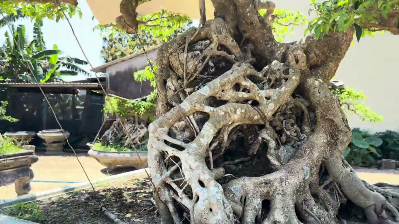 Đầu xuân giao lưu một số tác phẩm đẹp - Video số 01.