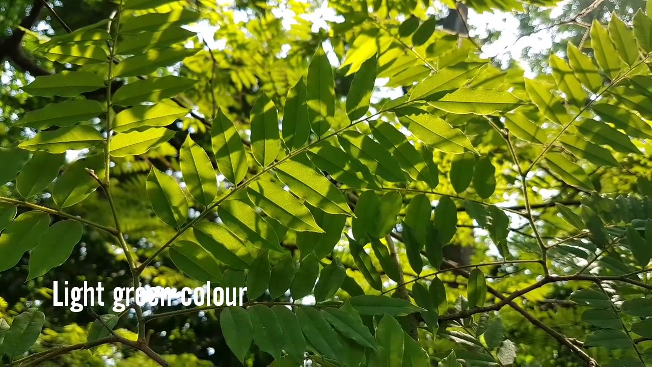 Koompassia excelsa (Becc.) Taub. Manggeris tree - YouTube