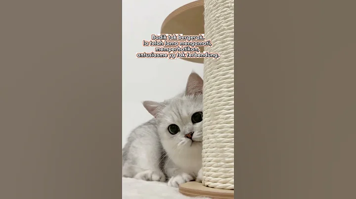 Video 5746011: pets cutecat, cute cat, funny cat, compilation