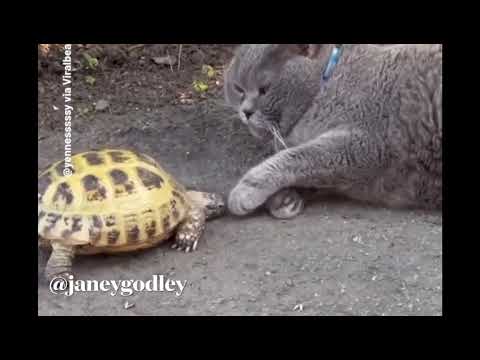 Cat and tortoise