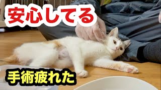 大手術を終えてホッとしてます保護子猫きせきちゃん