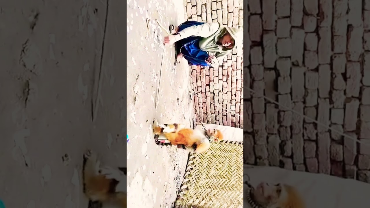 Fun with funny monkey 🐒😜😂 