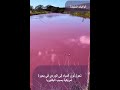 تحول لون المياه إلى الوردي في بحيرة أمريكية بسبب البكتيريا 