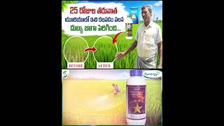 పంట దిగుబడి పెంచే చిట్కాలు | Paddy Crop Growth Tips #shorts