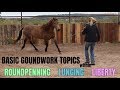 Basic Groundwork Topics within Liberty, Lunging & Roundpenning