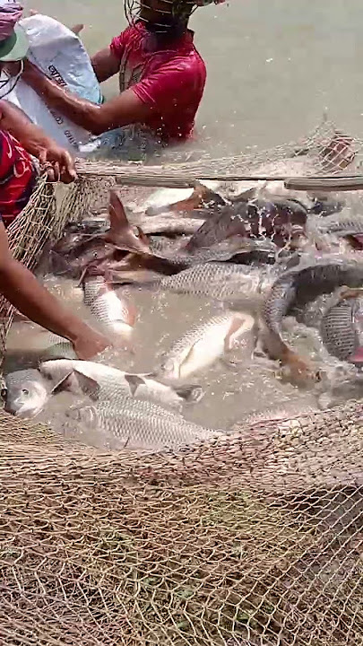 ππ¬π¦ #dj #unfrezzmyaccount #dance #bollywood #sonusharmajalapuriya #djsong #terilatlagjagi #remix