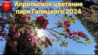 👒Парк Галицкого апрельское цветение 2024.