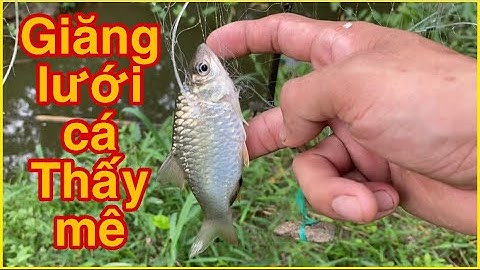 Giăng lưới bén bắt cá sặc quá trời về nấu canh chua quá ngon | phiêu xứ dừa