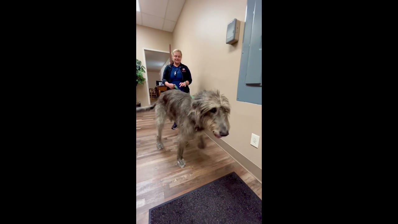 A 170lb Irish Wolfhound Shorts
