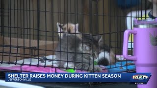 Jeffersonville shelter hosts annual kitten pawlooza