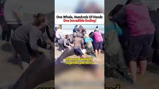 One Whale, Hundreds Of Hands One Incredible Ending! #WhaleRescue #OceanLife #AnimalHeroes