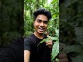 Transparent Frog Reality | Nature’s Invisible Secret | Flash POVScan