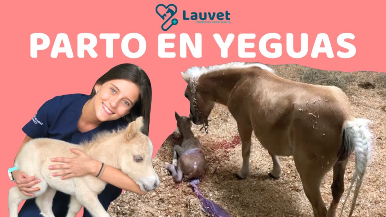 EL PARTO EN LAS YEGUAS Fases Del Parto Lauvet YouTube EL PARTO EN LAS YEGUAS Fases Del Parto Lauvet YouTube
