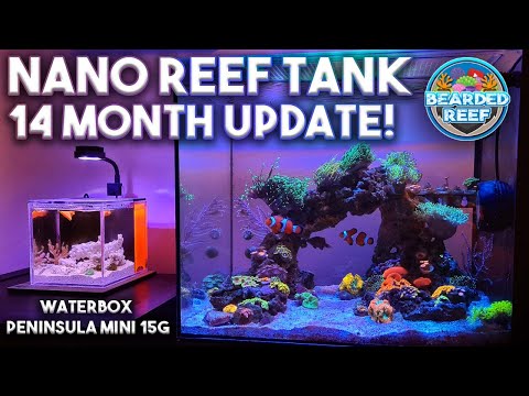 php cut string  Update  Nano Reef Tank 14 Month Update - Waterbox Peninsula Mini 15g