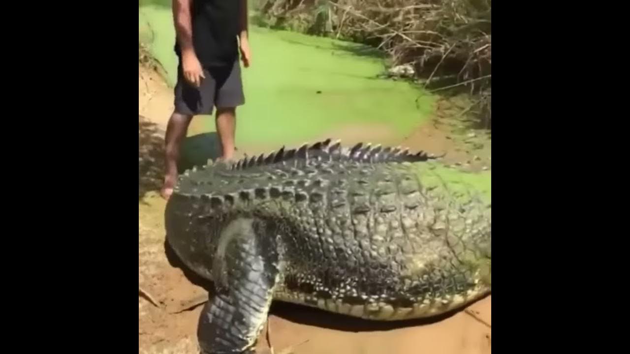 the giant Crocodile 🐊🐊 - YouTube