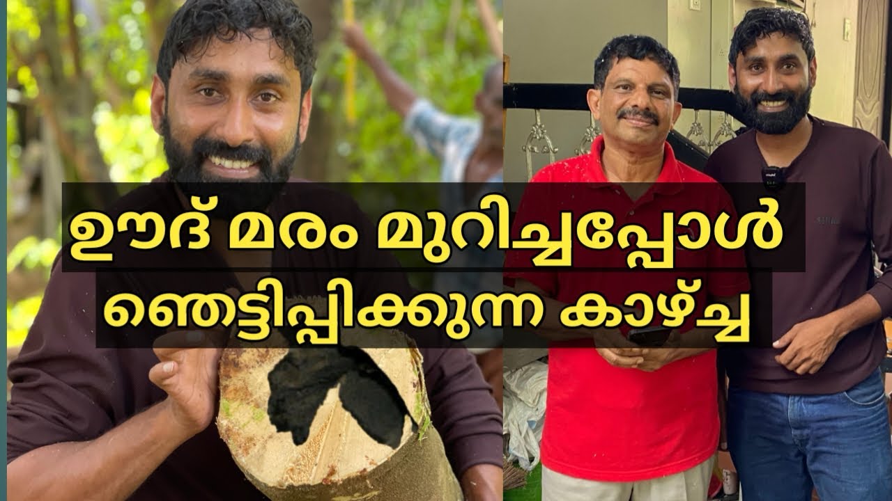 ലക്ഷങ്ങൾ വിലയുള്ള ഊദ് മുറിച്ചപ്പോൾ |#oud tree in kerala|#oud plantation|#fungal |#agarwood tree