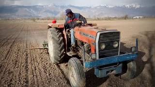 Pancar Ekiyoruz Massey Ferguson 240S