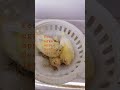Best Food For Canary Chicks 