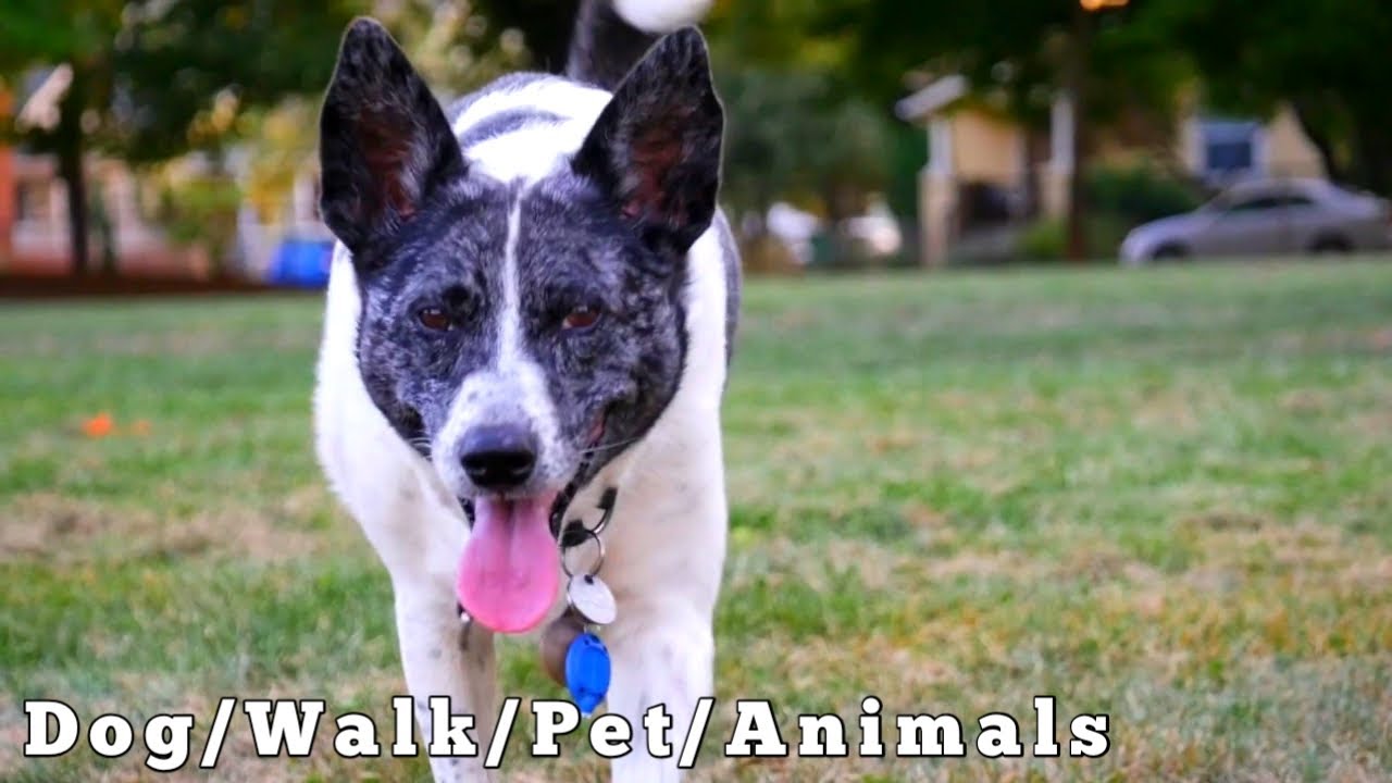 Dog Walk Pet | No Copyright Video | Free Background Footage | by FillAmaz