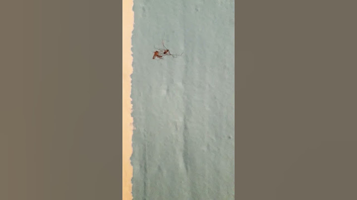 Spider vs Mosquito