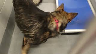 acs A664240