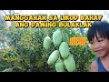 48 manggahan sobrang dami ng bulaklak