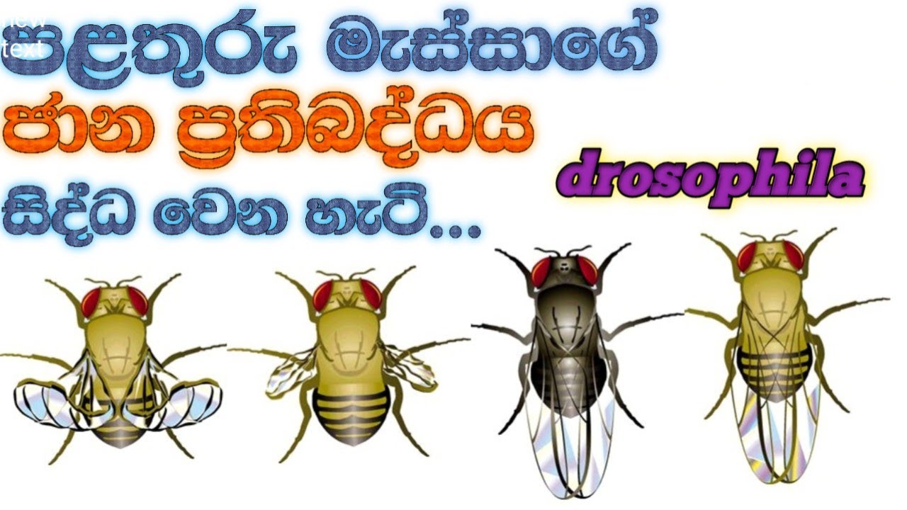 පළතුරු මැස්සාගේ ජාන ප්‍රතිබද්ධය # genetic linkage of drosophila # - YouTube