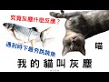 『灰塵』喵咪遇到跳跳魚 CAT MEETS FISH