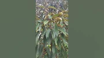 Chặn Đọt Sầu Riêng Trong Mùa Mưa Hiệu Quả|Nông Nghiệp Tây Nguyên