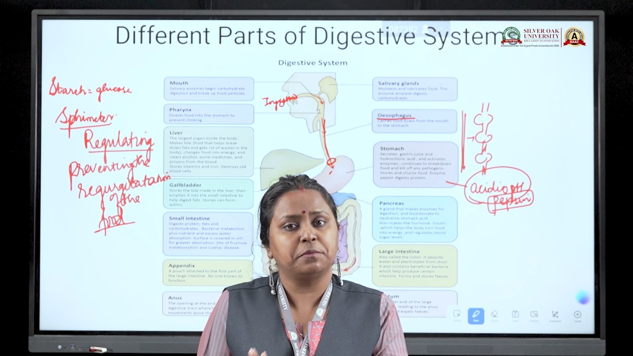 Different parts of digestive system | Class 12 Biology | Complete Chapter Revision | SOU
