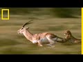 Les cornes mortelles de la gazelle de grant